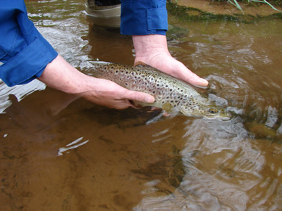 releasing a trout
